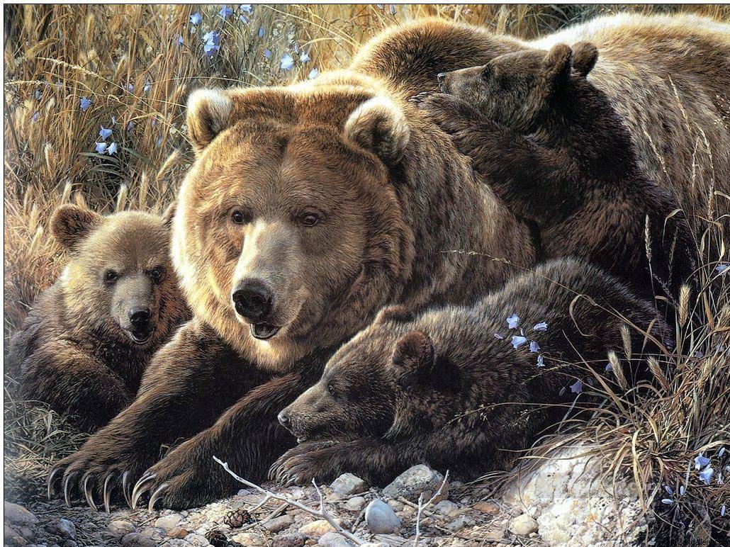 bear 10 Oil Paintings